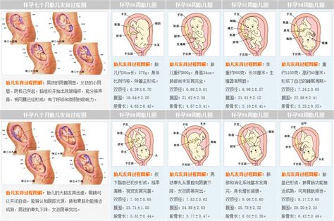 懷孕過程